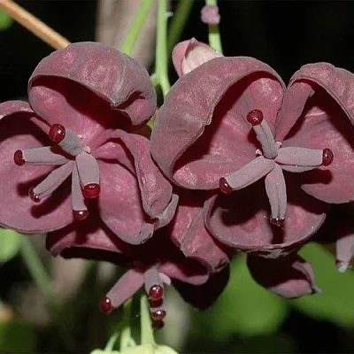 Акебия  Акебия в Улан-Удэ