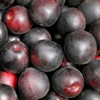 Абрикос ЧЕРНЫЙ ПРИНЦ  Абрикос ЧЕРНЫЙ ПРИНЦ в Улан-Удэ