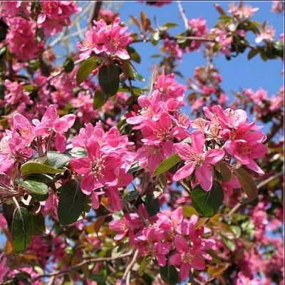 Яблоня ХЕЛЕНА декоративная  Яблоня ХЕЛЕНА декоративная в Улан-Удэ