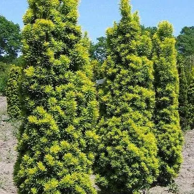 Тис ДАВИД ягодный  Тис ДАВИД ягодный в Улан-Удэ