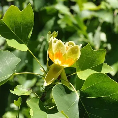 ЛИРИОДЕНДРОН тюльпанный  ЛИРИОДЕНДРОН тюльпанный в Улан-Удэ