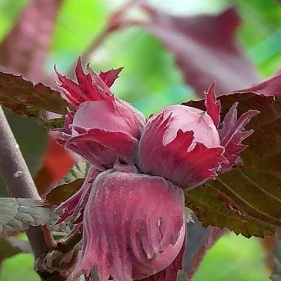 Фундук КАРДИНАЛ  Фундук КАРДИНАЛ в Улан-Удэ