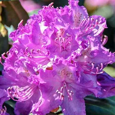 Рододендрон АЛЬФРЕД в Улан-Удэ