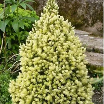 Ель МАЙГОЛД колючая  Ель МАЙГОЛД колючая в Улан-Удэ