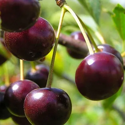 Вишня ЛИВЕНСКАЯ в Улан-Удэ