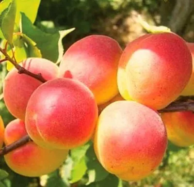 Абрикос NJA-19  Абрикос NJA-19 в Улан-Удэ