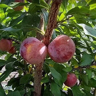 Плуот ГЕО ПРАЙД  Плуот ГЕО ПРАЙД в Улан-Удэ