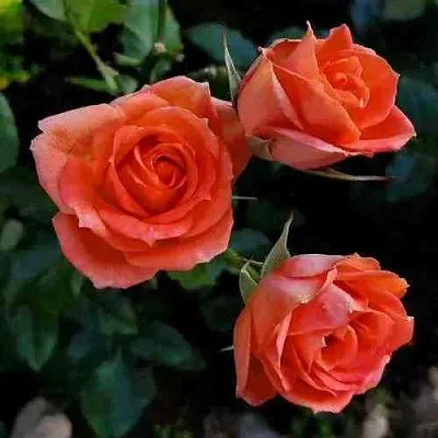 Саженцы роз ОРАНЖ ДЖЕВЕЛ миниатюрная  Саженцы роз ОРАНЖ ДЖЕВЕЛ миниатюрная в Улан-Удэ