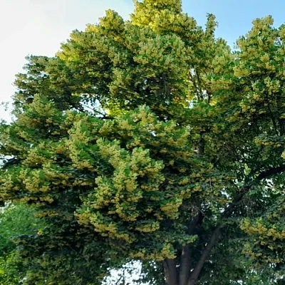 Липа в Улан-Удэ