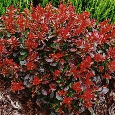 Барбарис КАРМЕН тунберга  Барбарис КАРМЕН тунберга в Улан-Удэ