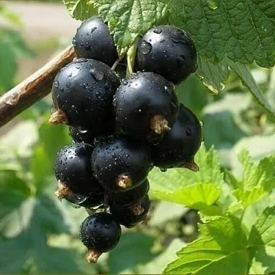 Смородина черная ПИГМЕЙ в Улан-Удэ