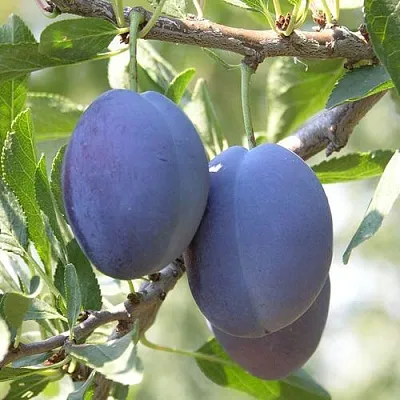 Слива СТЭНЛИ  Слива СТЭНЛИ в Улан-Удэ