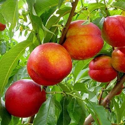 Нектарин ХАРБЛЕЙЗ  Нектарин ХАРБЛЕЙЗ в Улан-Удэ