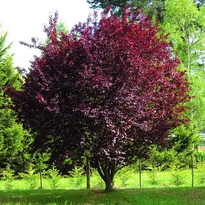 Слива НИГРА растопыреная   Слива НИГРА растопыреная  в Улан-Удэ