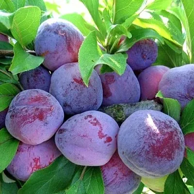 Слива СУВЕНИР ВОСТОКА Слива СУВЕНИР ВОСТОКА