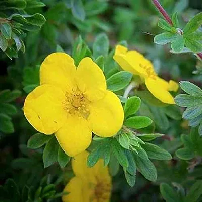 Лапчатка ГОЛДСТАР кустарниковая  Лапчатка ГОЛДСТАР кустарниковая в Улан-Удэ