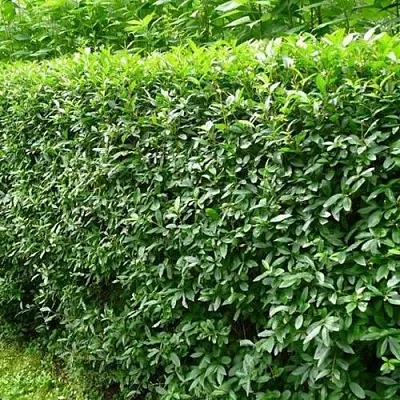 Бирючина обыкновенная  Бирючина обыкновенная в Улан-Удэ