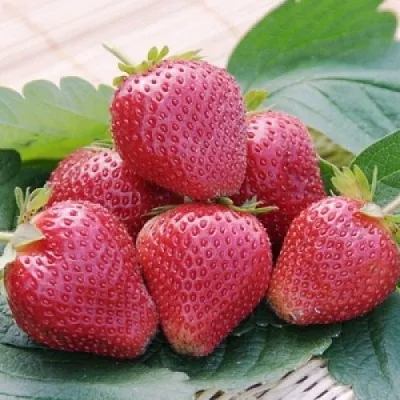 Клубника ВИМА КСИМА  Клубника ВИМА КСИМА в Улан-Удэ