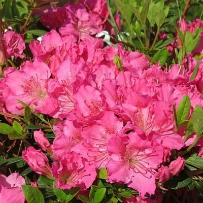 Азалия КИРСТИН японская  Азалия КИРСТИН японская в Улан-Удэ