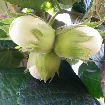 Фундук ЮННАТ  Фундук ЮННАТ в Улан-Удэ