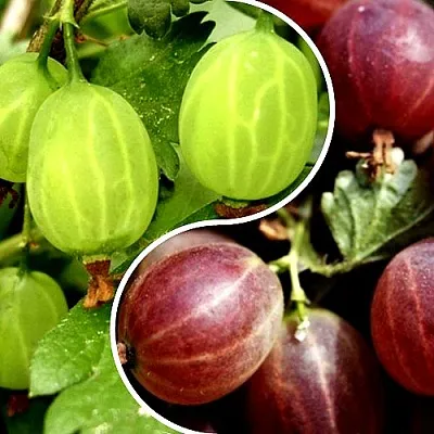 Комплект СКАЗКА в Улан-Удэ