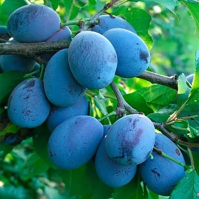 Синяя   Синяя  в Улан-Удэ