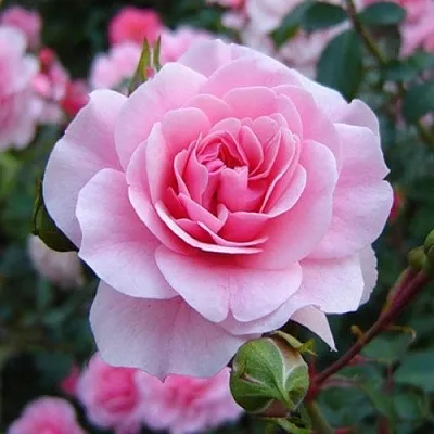 Саженцы роз БОНИКА флорибунда  Саженцы роз БОНИКА флорибунда в Улан-Удэ