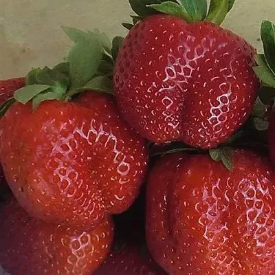 Клубника ДЕСТЕНИ  Клубника ДЕСТЕНИ в Улан-Удэ