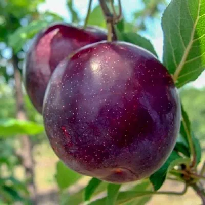 Слива АНЖЕЛИНО  Слива АНЖЕЛИНО в Улан-Удэ