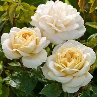 Саженцы роз ДЖЕЙ ПИ КОННЕЛ шраб  Саженцы роз ДЖЕЙ ПИ КОННЕЛ шраб в Улан-Удэ