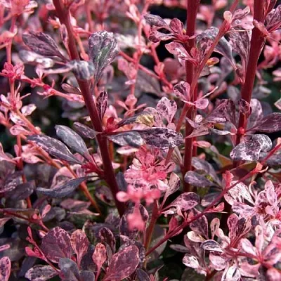 Барбарис АРЛЕКИН тунберга  Барбарис АРЛЕКИН тунберга в Улан-Удэ