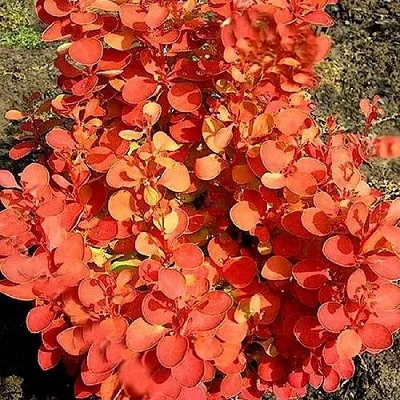 Барбарис ОРАНЖ ФАЙЕР тунберга  Барбарис ОРАНЖ ФАЙЕР тунберга в Улан-Удэ