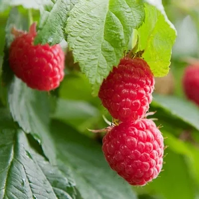 Малина МАРАВИЛЛА  Малина МАРАВИЛЛА в Улан-Удэ