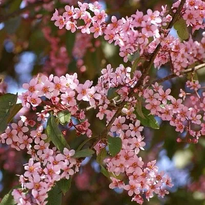 Черемуха КОЛОРАТА  Черемуха КОЛОРАТА в Улан-Удэ