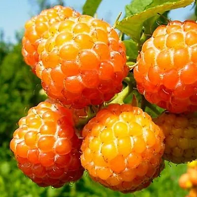 Жёлтая Жёлтая в Улан-Удэ