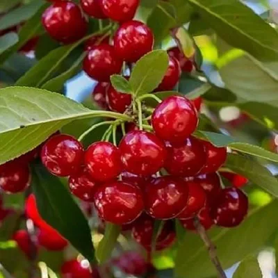 Вишня ГИРЛЯНДА в Улан-Удэ