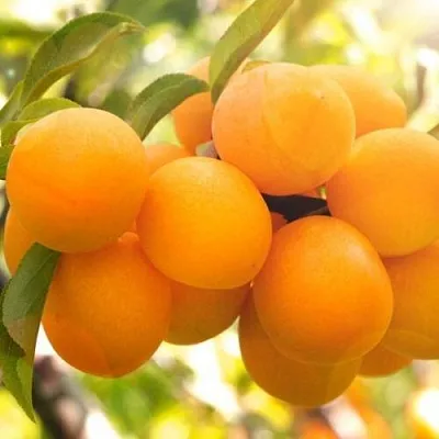 Слива МАРА  Слива МАРА в Улан-Удэ