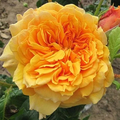 Саженцы роз ЛЕА ТУТУ шраб  Саженцы роз ЛЕА ТУТУ шраб в Улан-Удэ