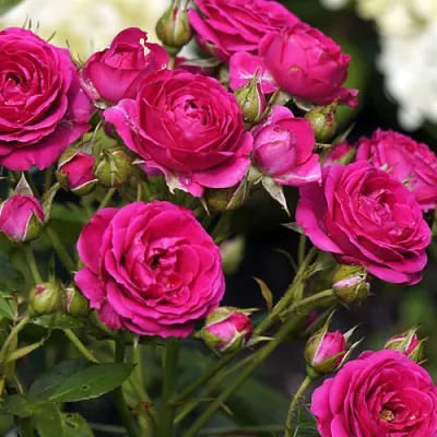 Саженцы роз БЕБИ КРИМСОН миниатюрная  Саженцы роз БЕБИ КРИМСОН миниатюрная в Улан-Удэ