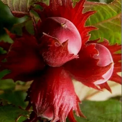 Фундук БАГРЯНЕЦ  Фундук БАГРЯНЕЦ в Улан-Удэ