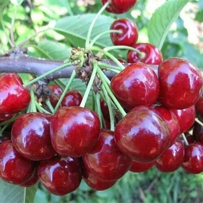 Вишня ДЕСЕРТНАЯ МОРОЗОВОЙ в Улан-Удэ