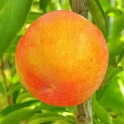 Шарафуга БЕЛЛА ГОЛД  Шарафуга БЕЛЛА ГОЛД в Улан-Удэ