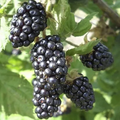 Ежемалина МАРИОН  Ежемалина МАРИОН в Улан-Удэ