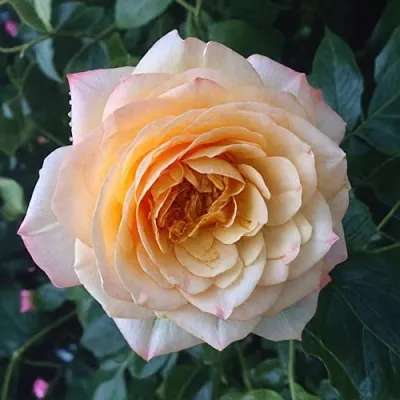 Саженцы роз АБЕЙ ДЕ СЕНТ-АМАН шраб  Саженцы роз АБЕЙ ДЕ СЕНТ-АМАН шраб в Улан-Удэ