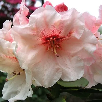 Рододендрон ХАНЯ	 в Улан-Удэ