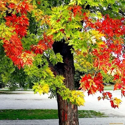 Клен в Улан-Удэ