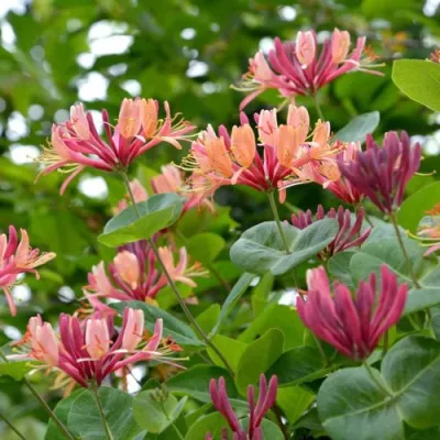 Жимолость ГЕКРОТА в Улан-Удэ