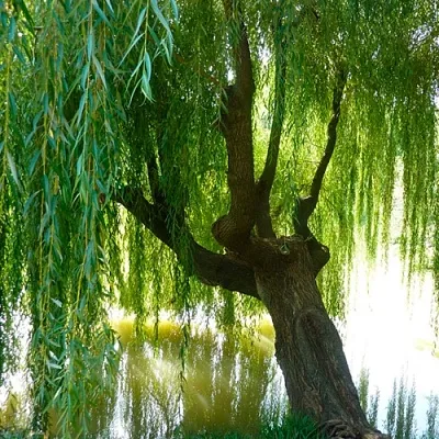 Ива в Улан-Удэ