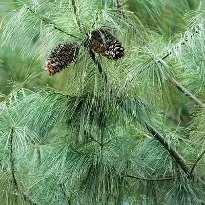 Сосна АРМАНДИ  Сосна АРМАНДИ в Улан-Удэ