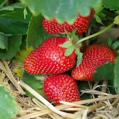 Клубника МОНТЕРЕЙ ремонтантная  Клубника МОНТЕРЕЙ ремонтантная в Улан-Удэ